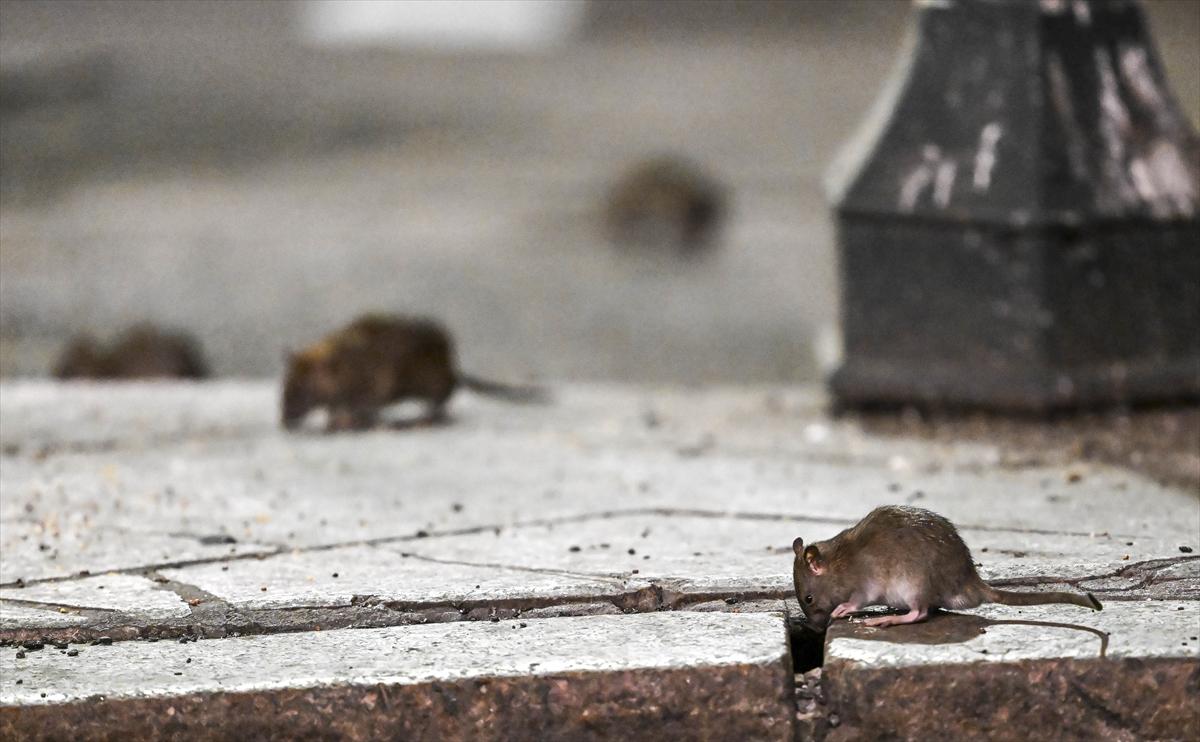 ABD'de fare istilası: Cadde ve sokaklarda cirit atan fare manzaraları...