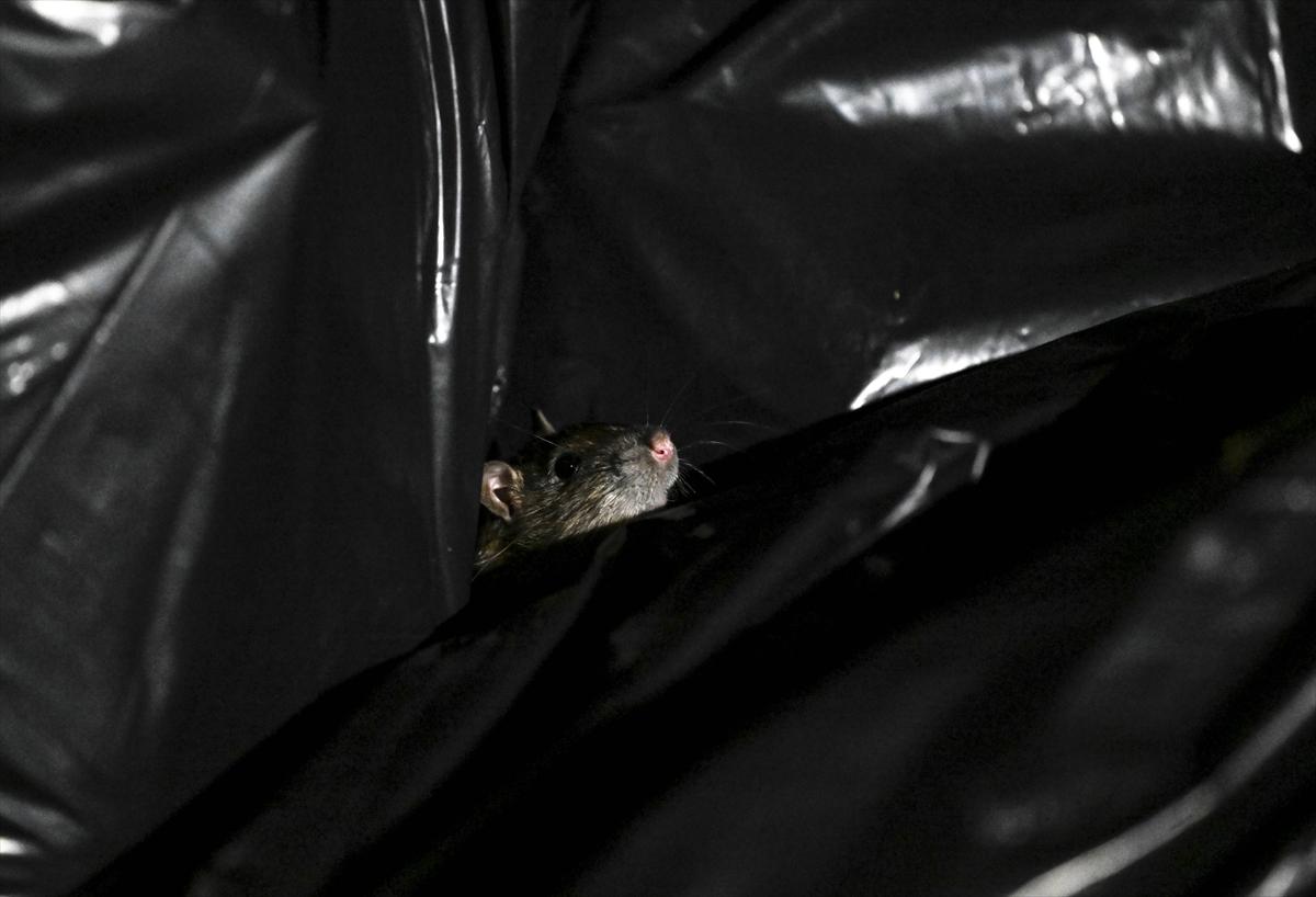 ABD'de fare istilası: Cadde ve sokaklarda cirit atan fare manzaraları...