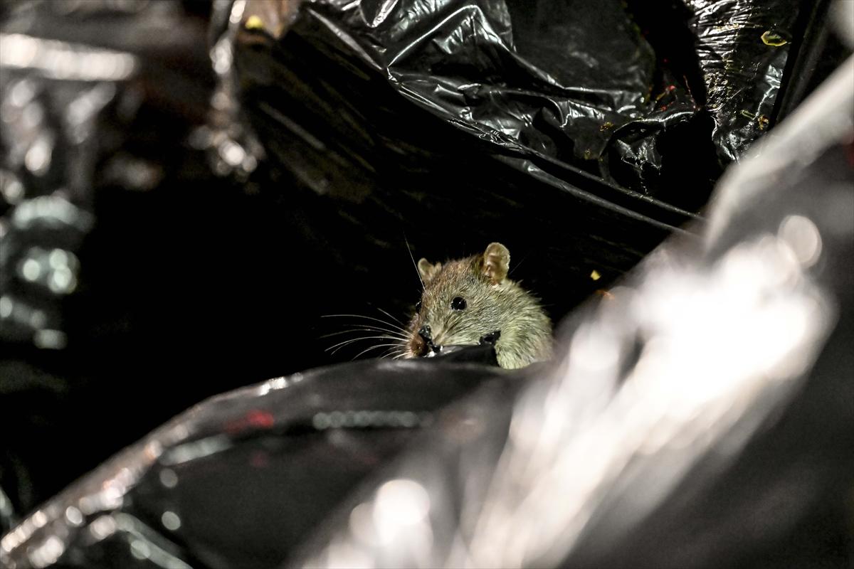 ABD'de fare istilası: Cadde ve sokaklarda cirit atan fare manzaraları...