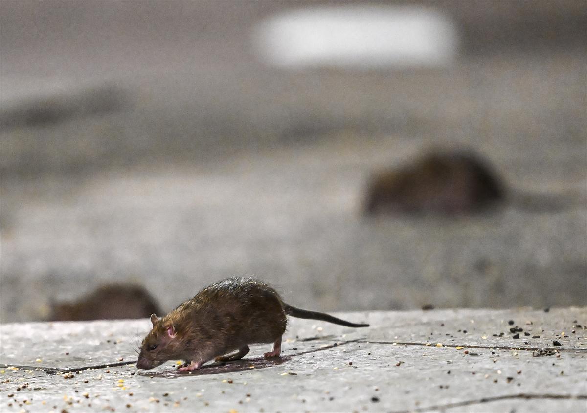 ABD'de fare istilası: Cadde ve sokaklarda cirit atan fare manzaraları...