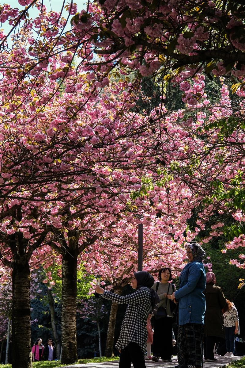 Ankara'da Sakura mevsimi başladı