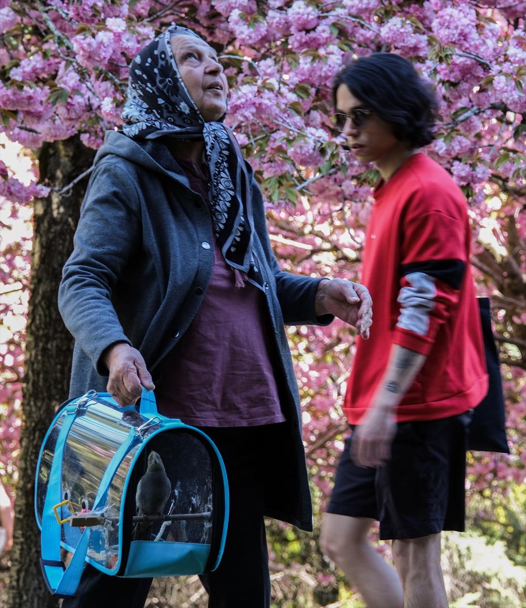 Ankara'da Sakura mevsimi başladı