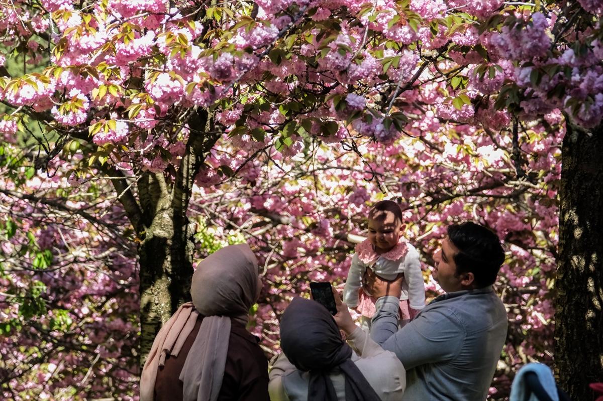 Ankara'da Sakura mevsimi başladı