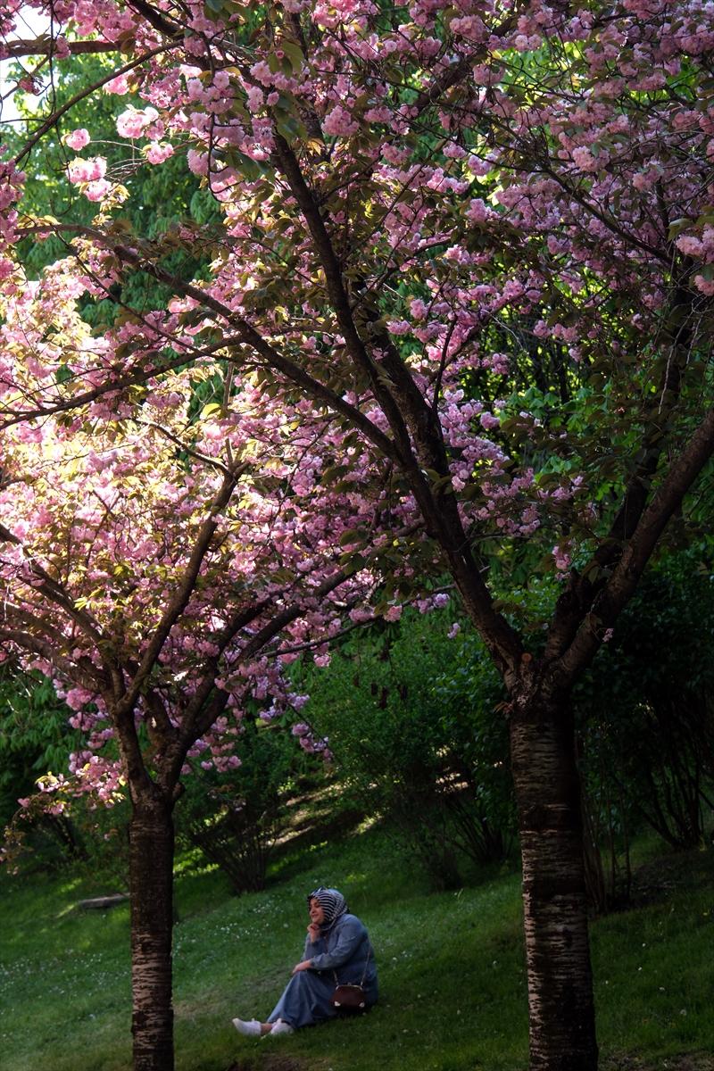 Ankara'da Sakura mevsimi başladı