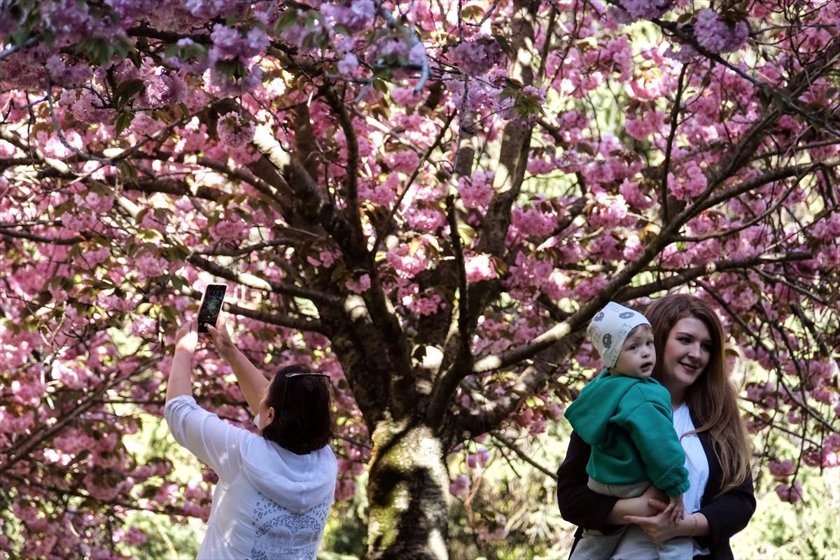 Ankara'da Sakura mevsimi başladı
