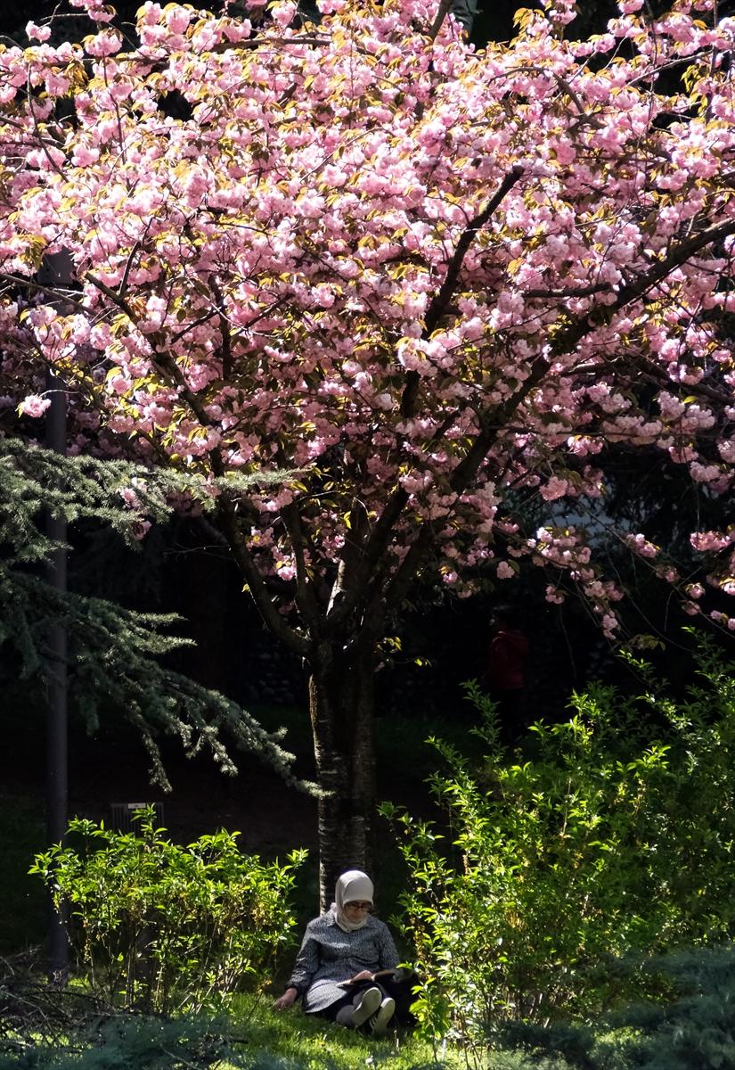 Ankara'da Sakura mevsimi başladı