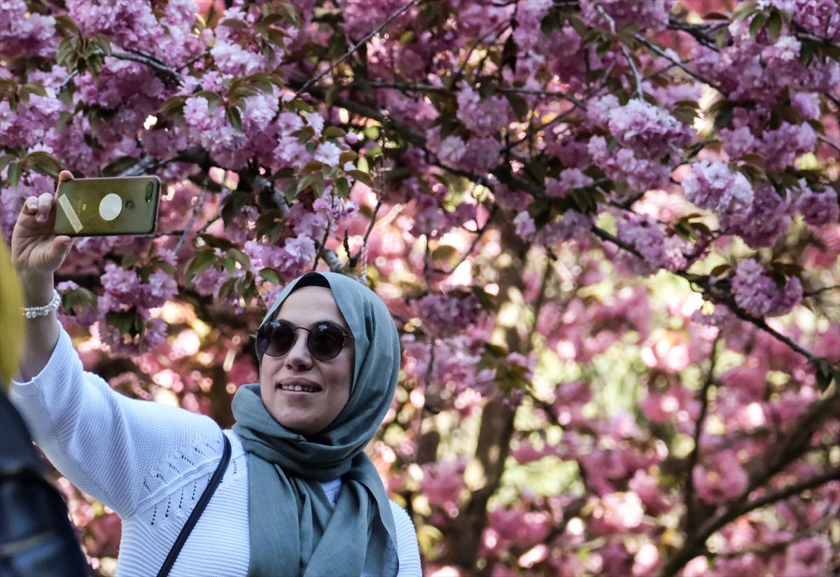 Ankara'da Sakura mevsimi başladı