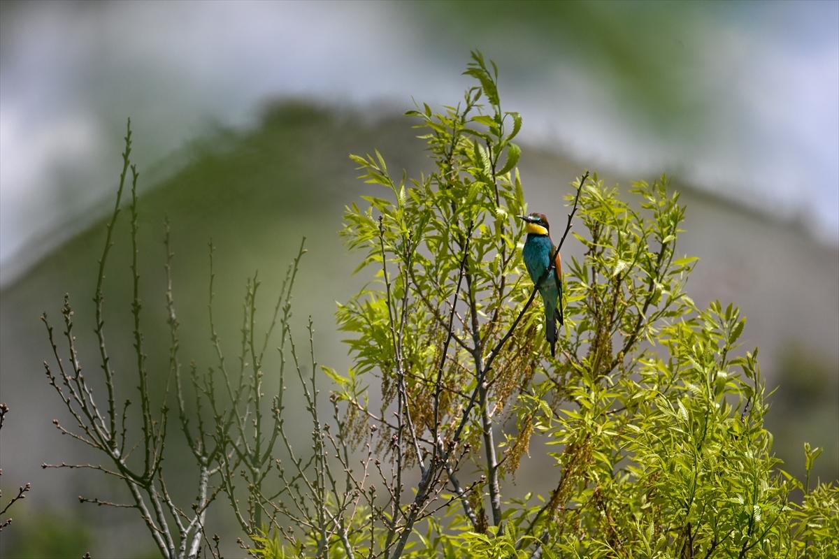 Terörden temizlenen yaylalara huzur geldi