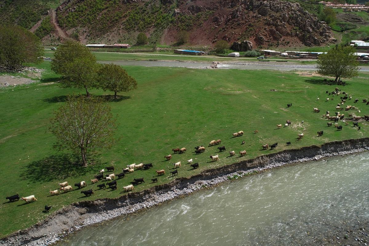 Terörden temizlenen yaylalara huzur geldi