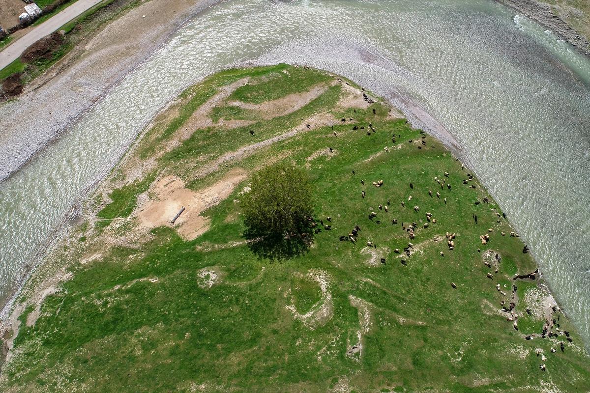 Terörden temizlenen yaylalara huzur geldi