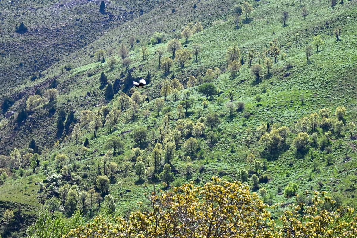Terörden temizlenen yaylalara huzur geldi