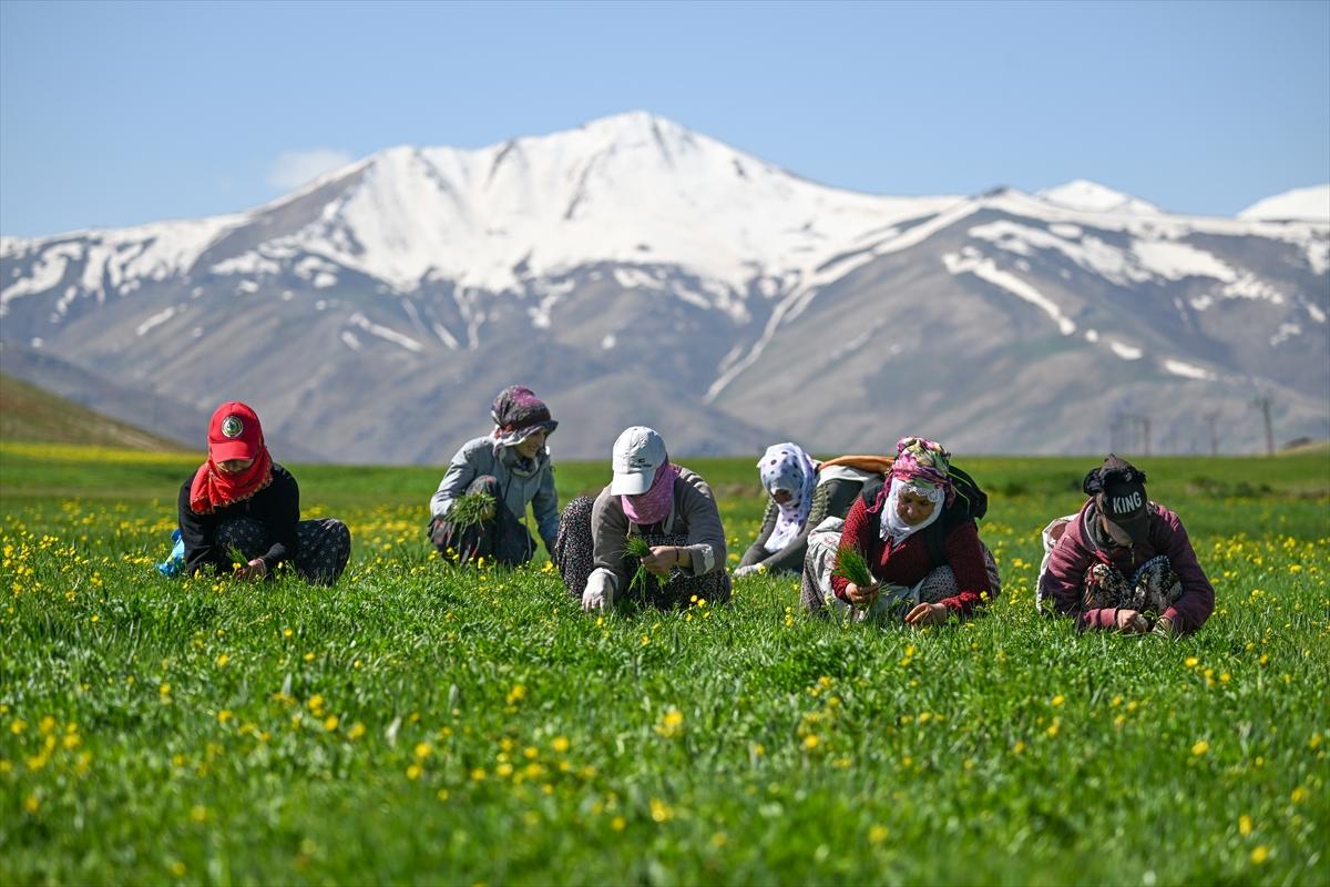 Terörden temizlenen yaylalara huzur geldi