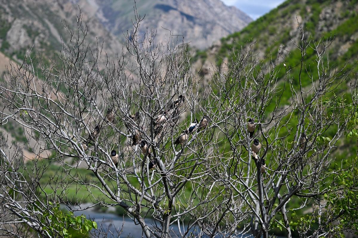 Terörden temizlenen yaylalara huzur geldi