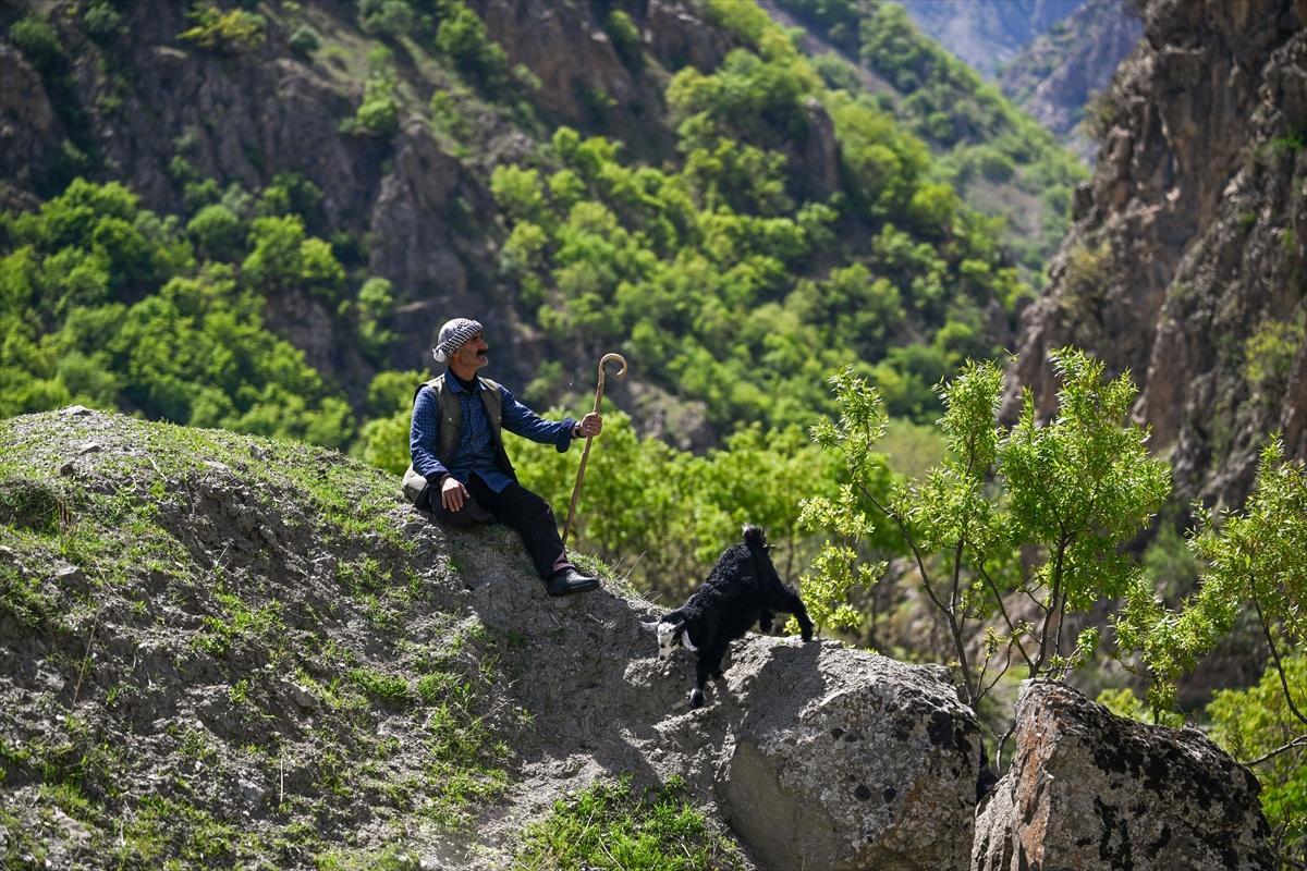 Terörden temizlenen yaylalara huzur geldi