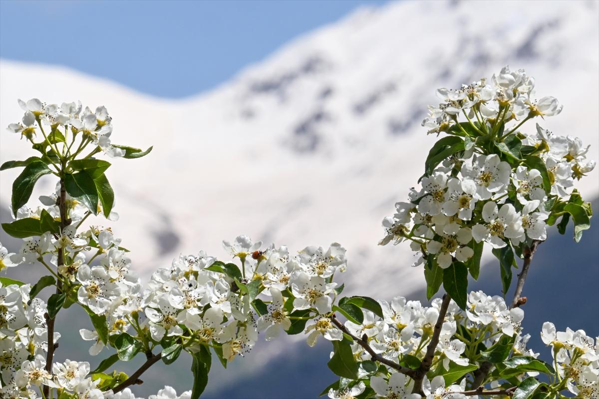 Terörden temizlenen yaylalara huzur geldi