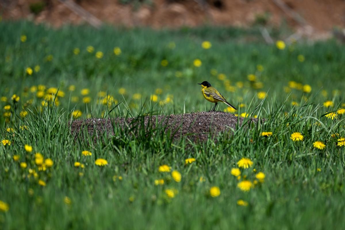 Terörden temizlenen yaylalara huzur geldi