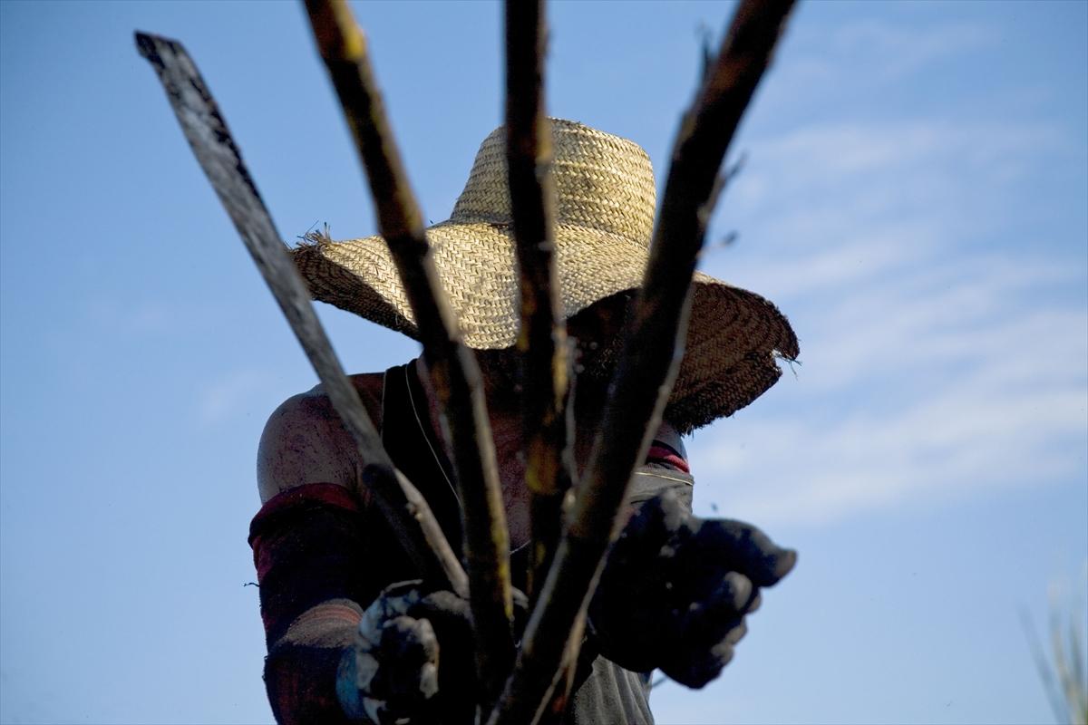 Dünya'da gıda üretimi çiftçilere emanet