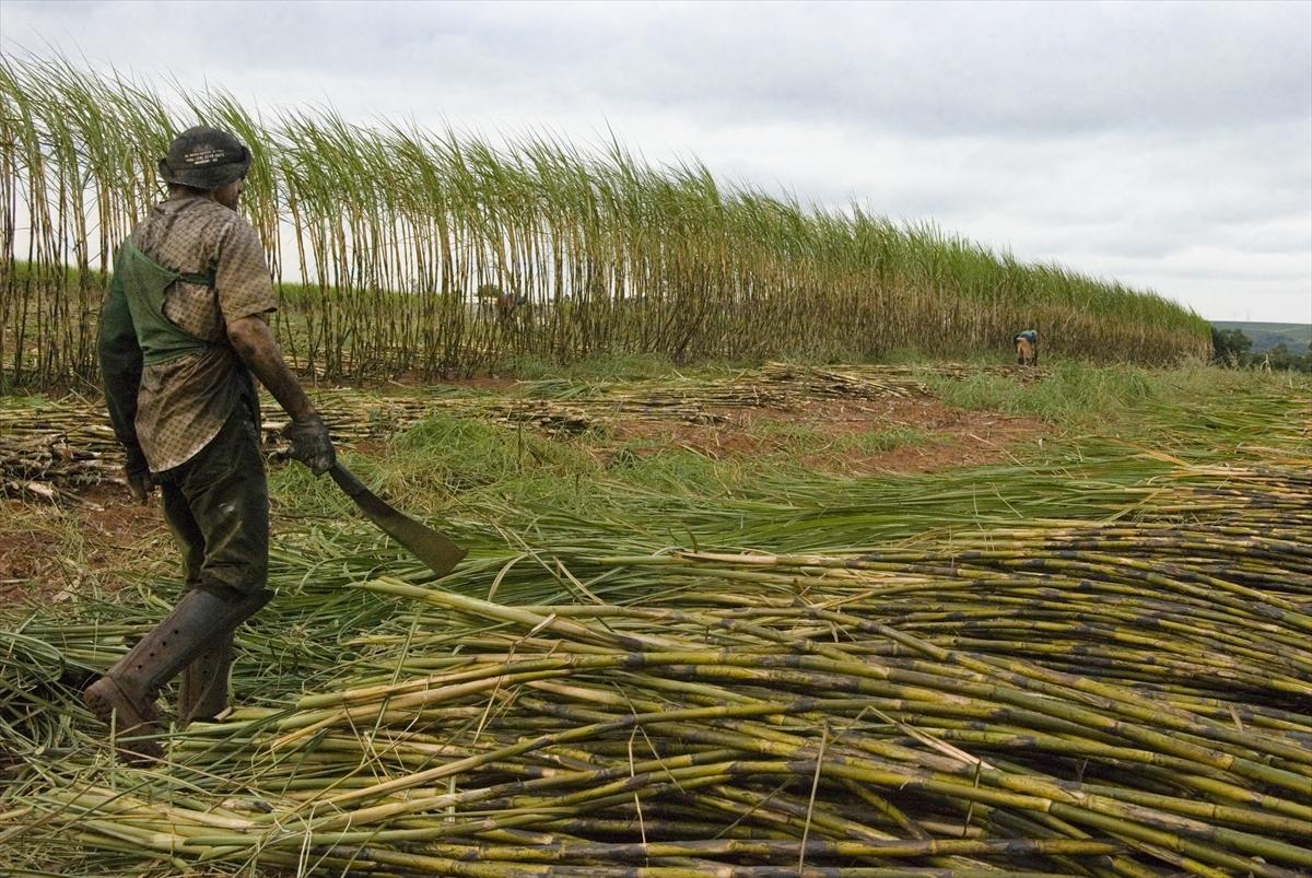 Dünya'da gıda üretimi çiftçilere emanet