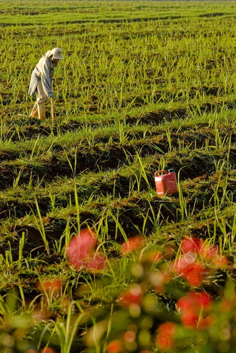 Dünya'da gıda üretimi çiftçilere emanet