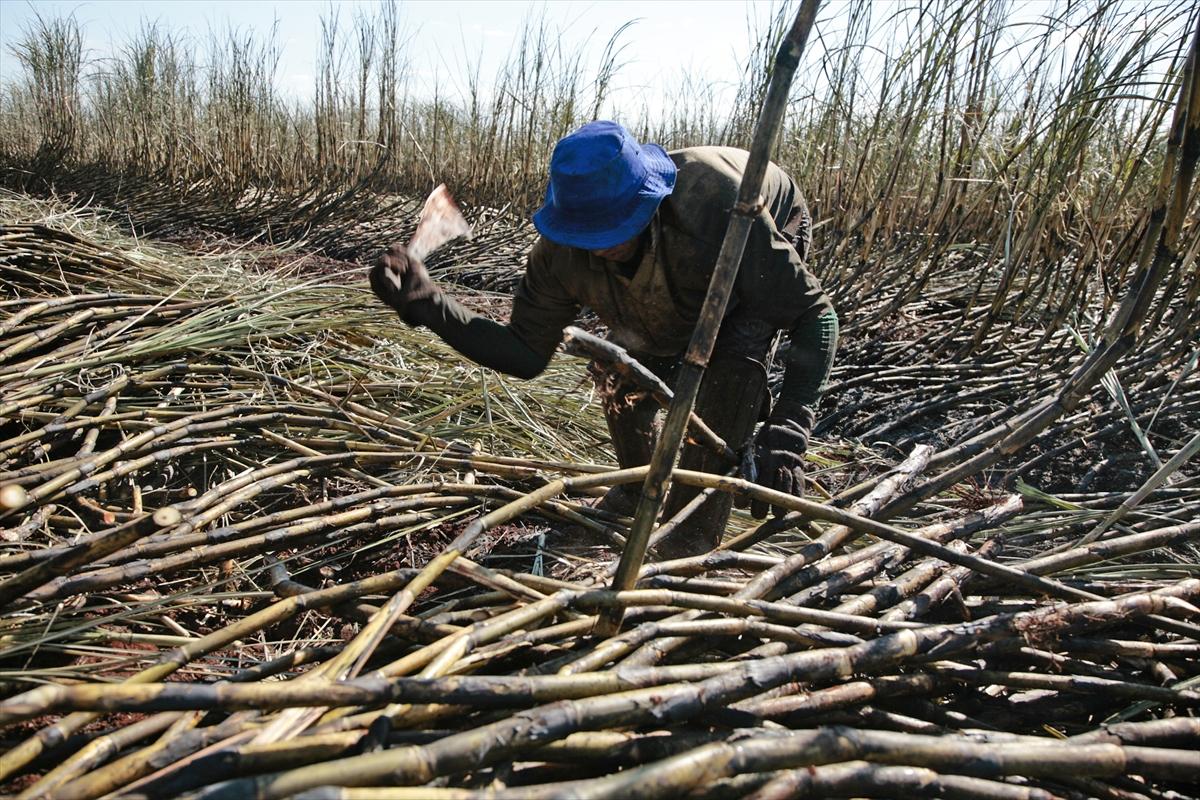 Dünya'da gıda üretimi çiftçilere emanet