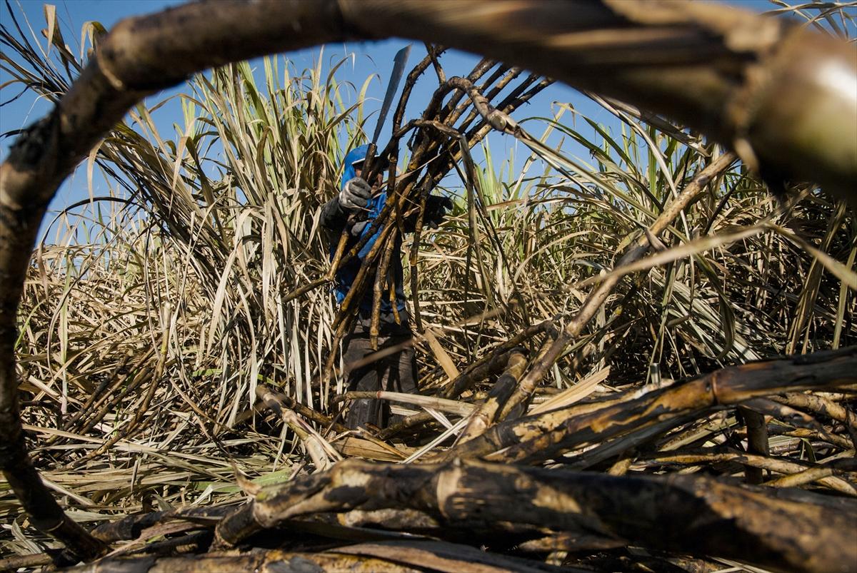 Dünya'da gıda üretimi çiftçilere emanet