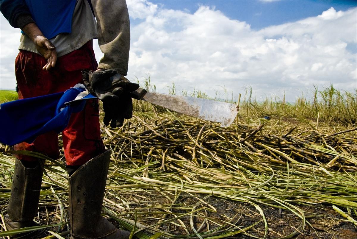 Dünya'da gıda üretimi çiftçilere emanet