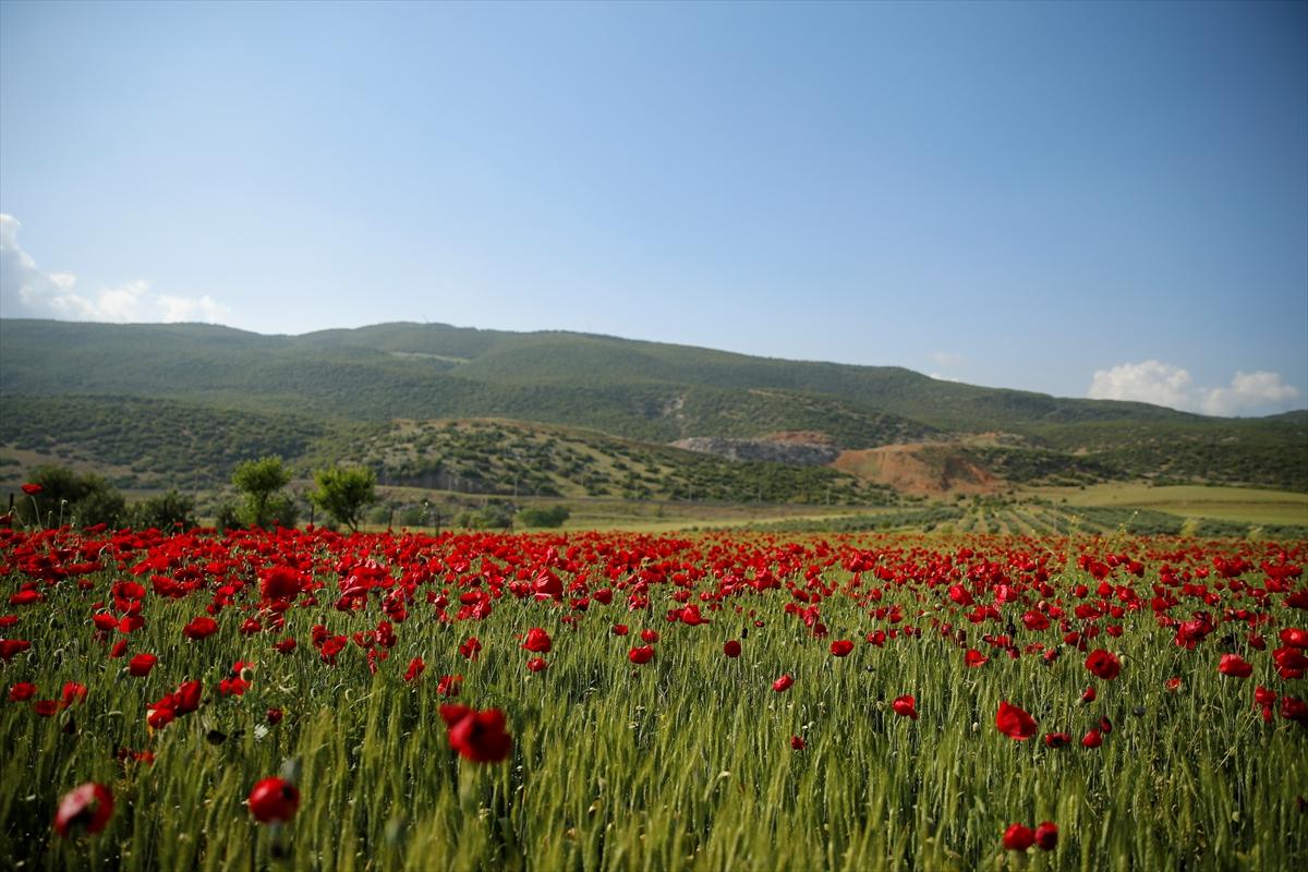 Kahramanmaraş'ta doğa canlandı