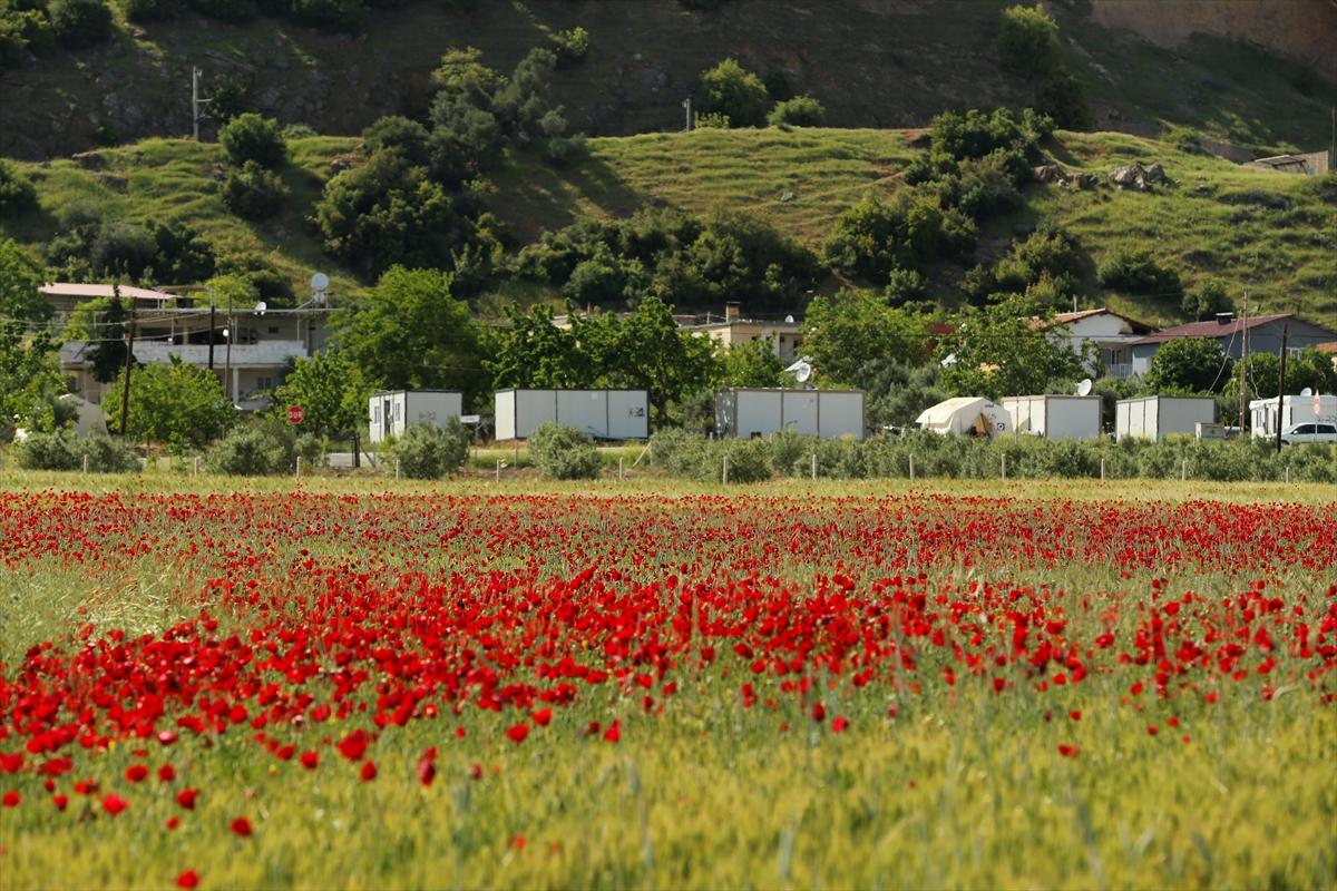 Kahramanmaraş'ta doğa canlandı