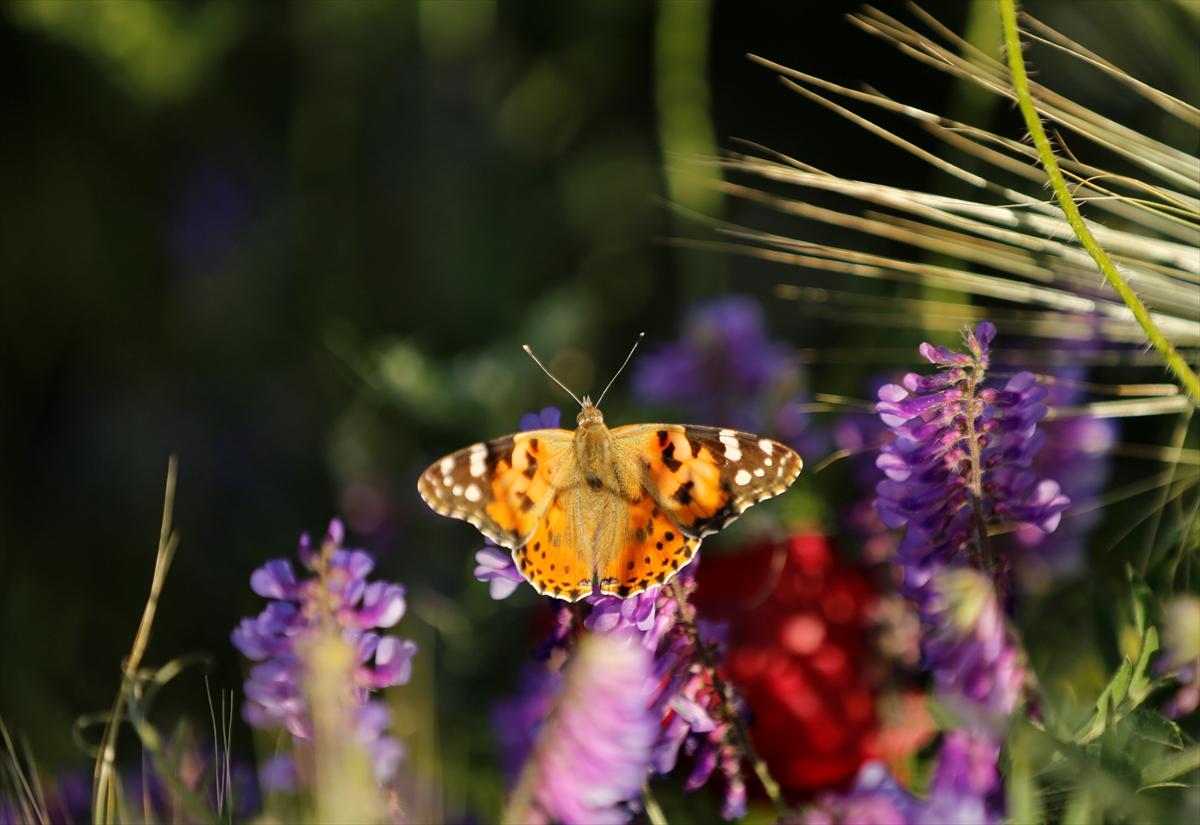 Kahramanmaraş'ta doğa canlandı