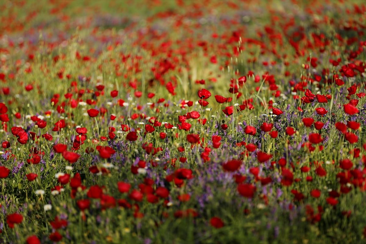 Kahramanmaraş'ta doğa canlandı