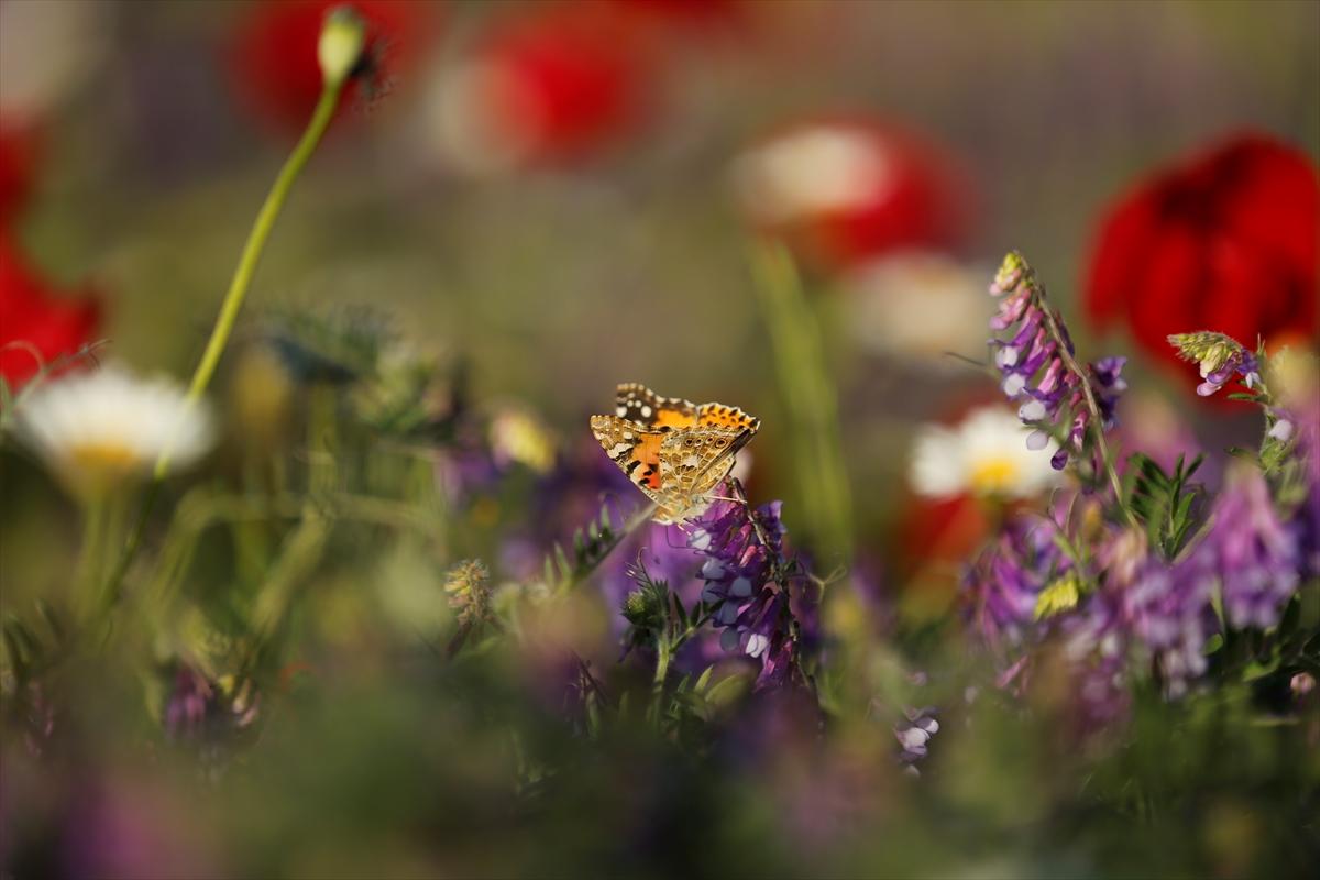 Kahramanmaraş'ta doğa canlandı