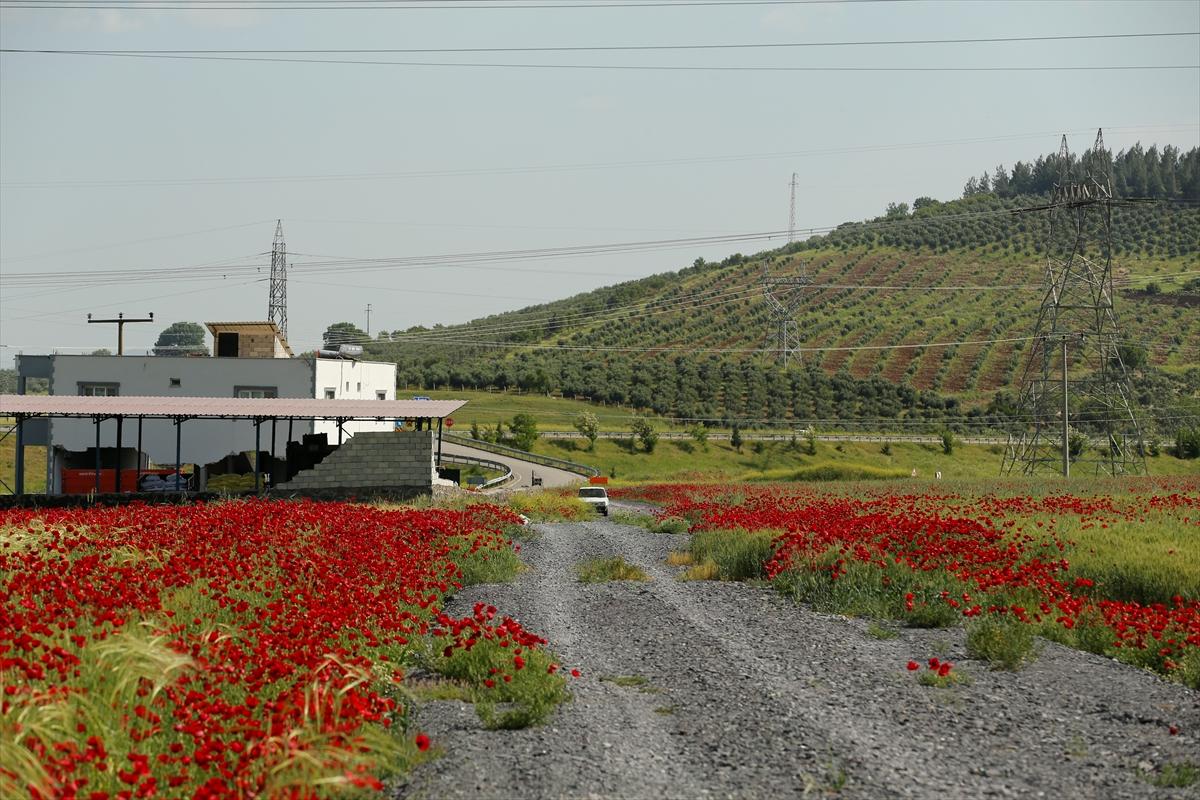 Kahramanmaraş'ta doğa canlandı