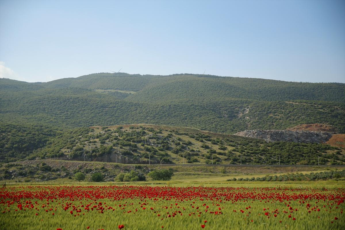 Kahramanmaraş'ta doğa canlandı