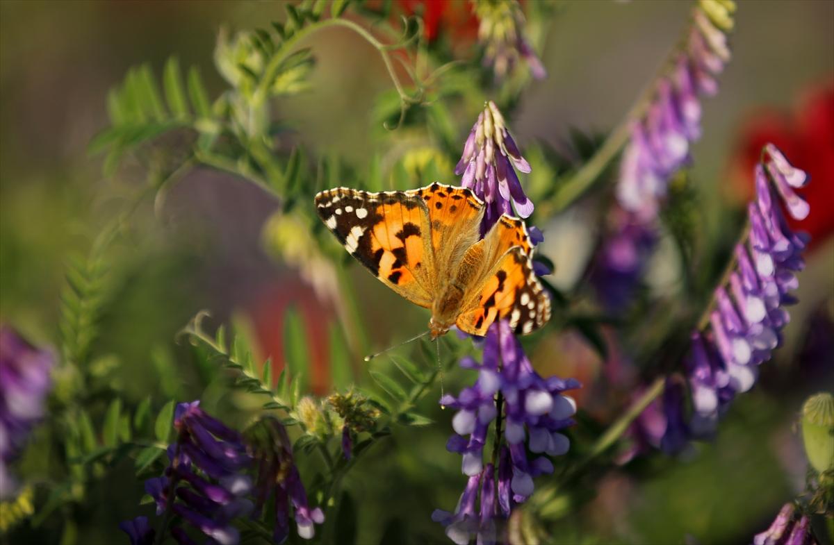 Kahramanmaraş'ta doğa canlandı