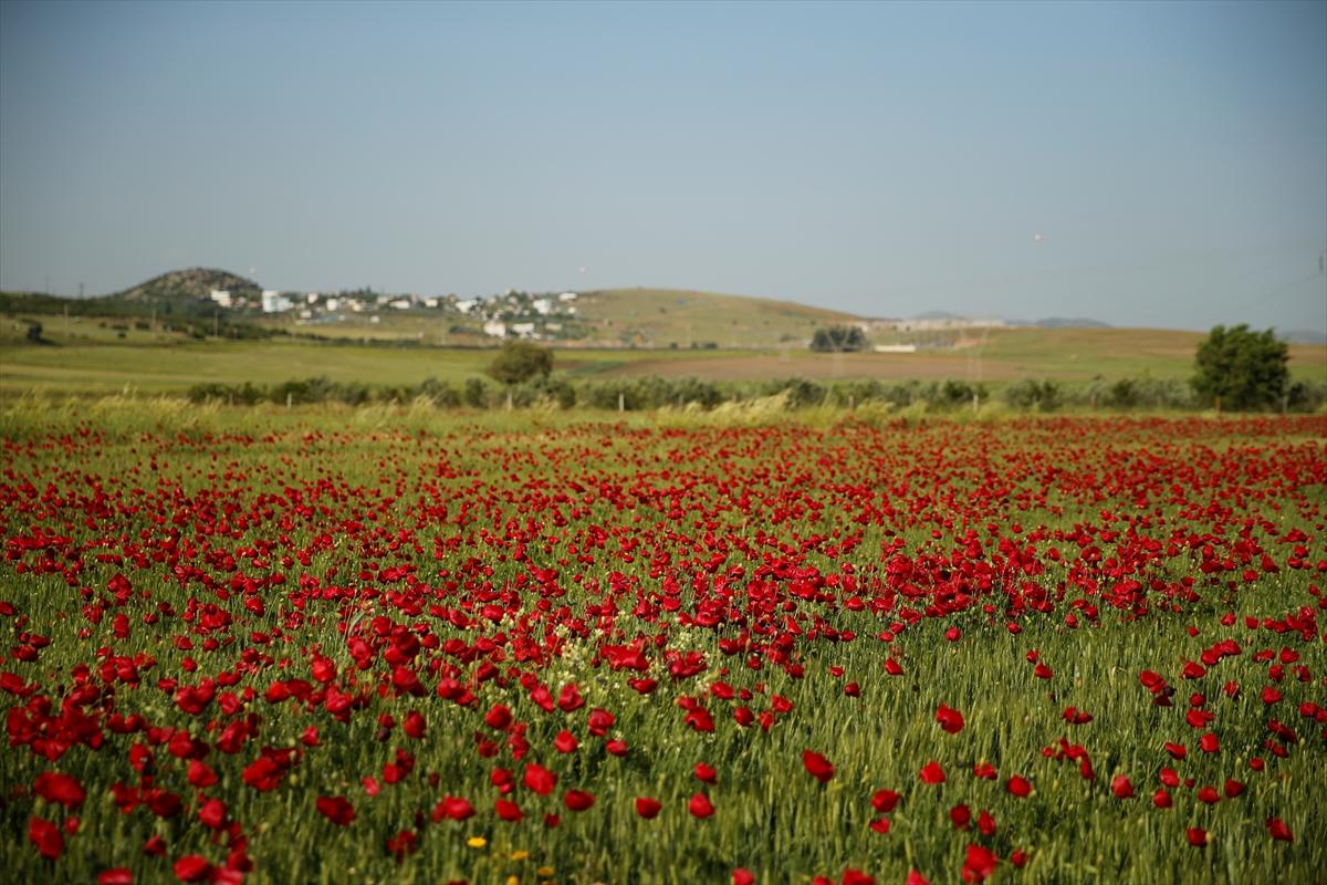 Kahramanmaraş'ta doğa canlandı