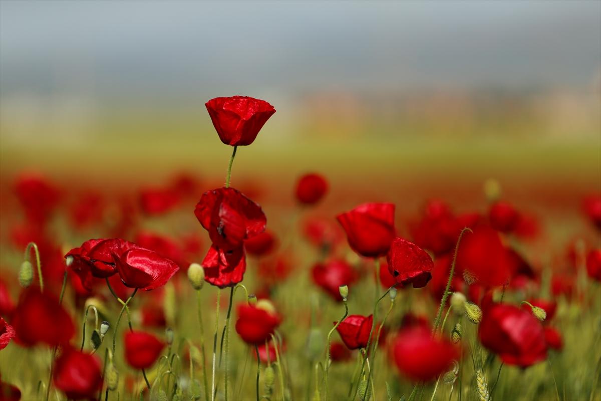 Kahramanmaraş'ta doğa canlandı