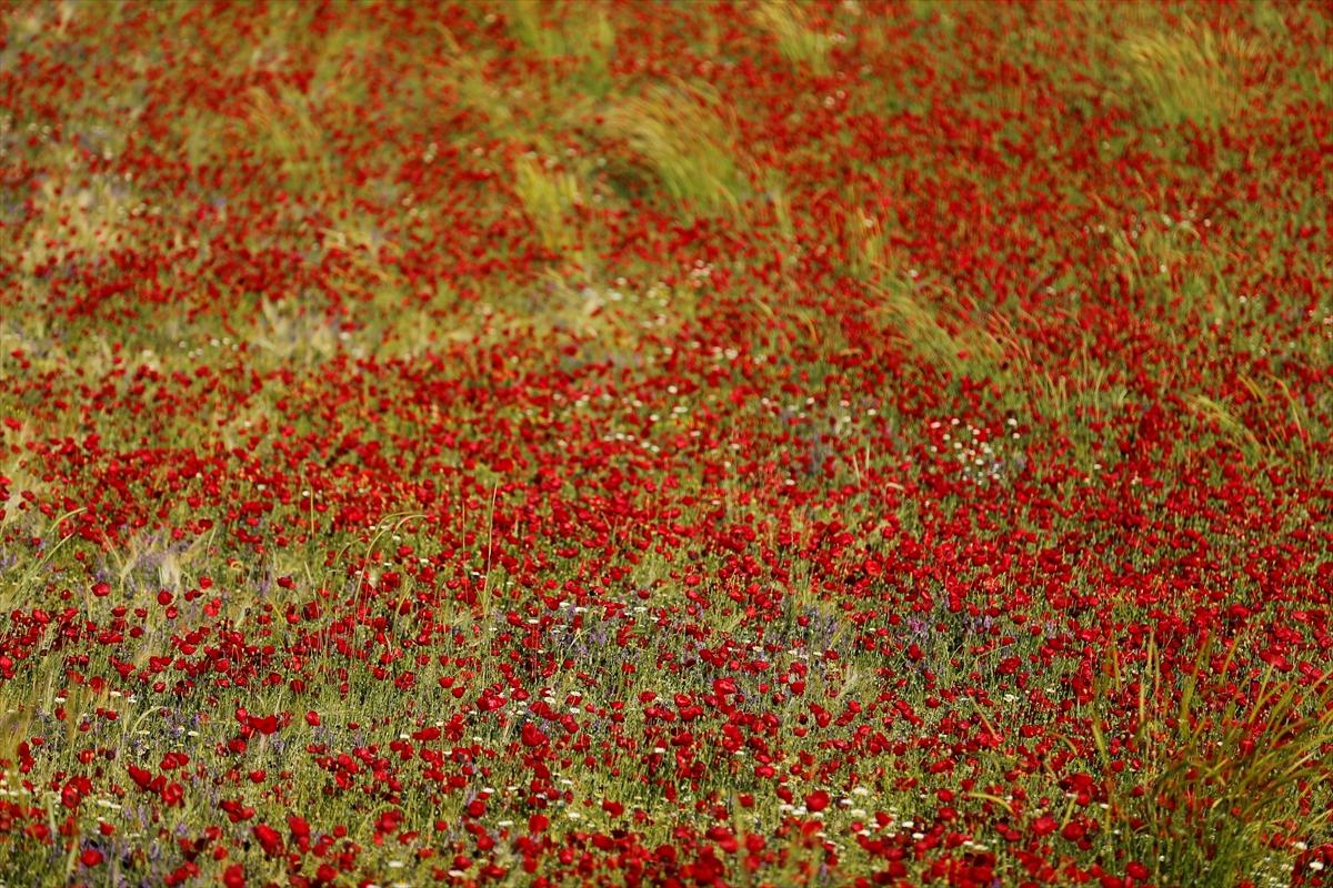 Kahramanmaraş'ta doğa canlandı
