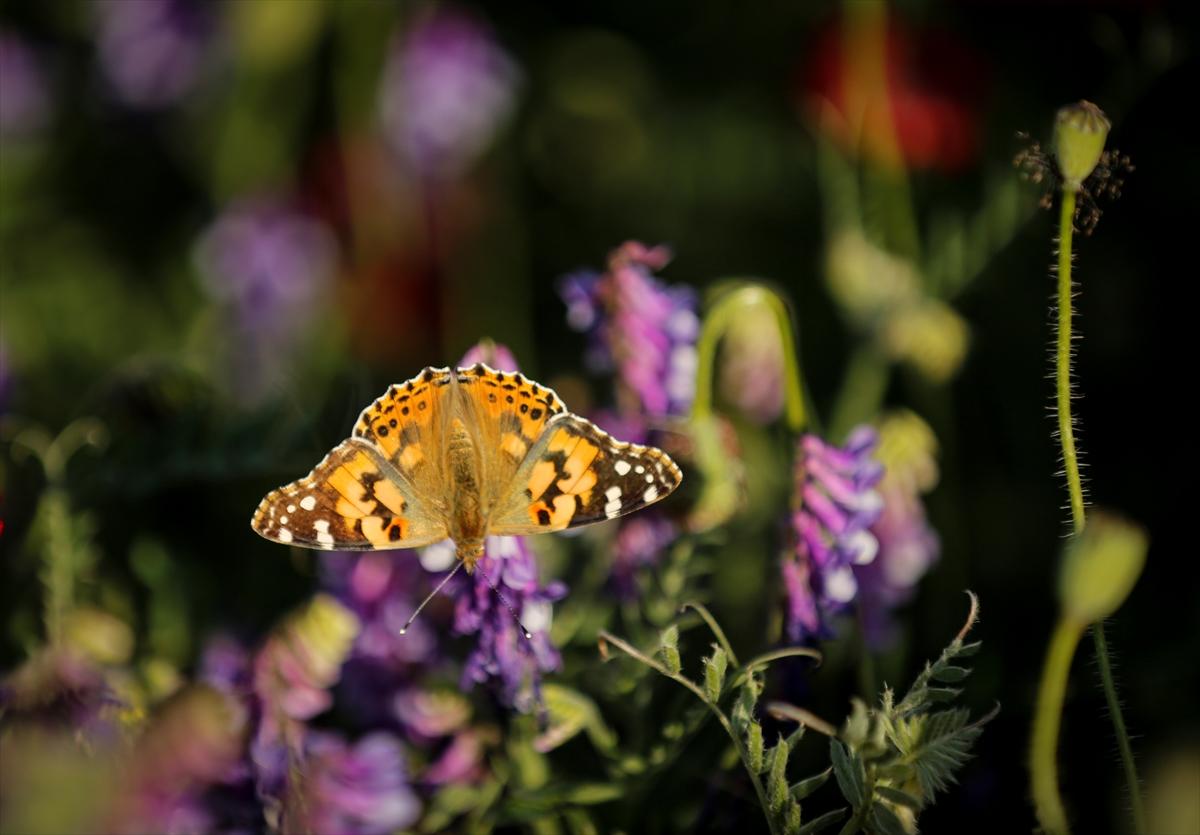 Kahramanmaraş'ta doğa canlandı