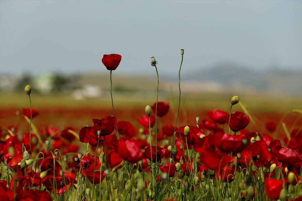 Kahramanmaraş'ta doğa canlandı