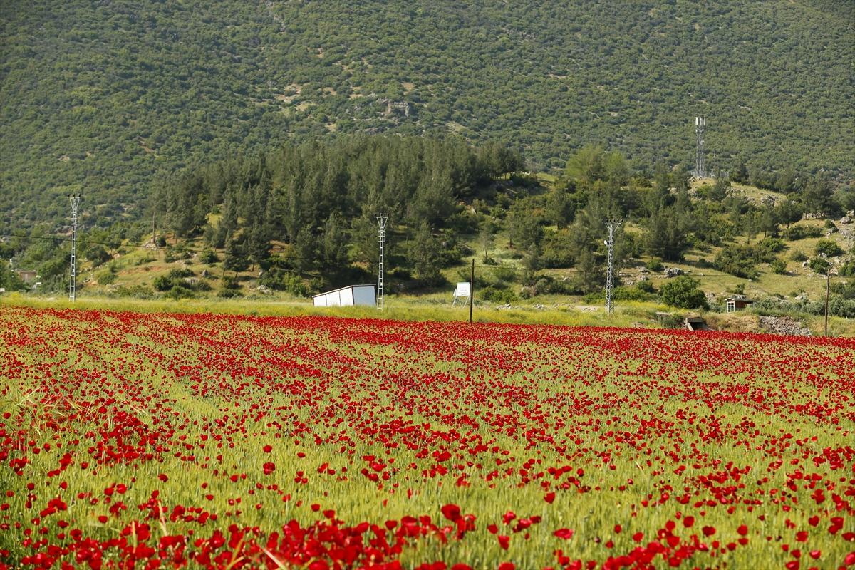 Kahramanmaraş'ta doğa canlandı