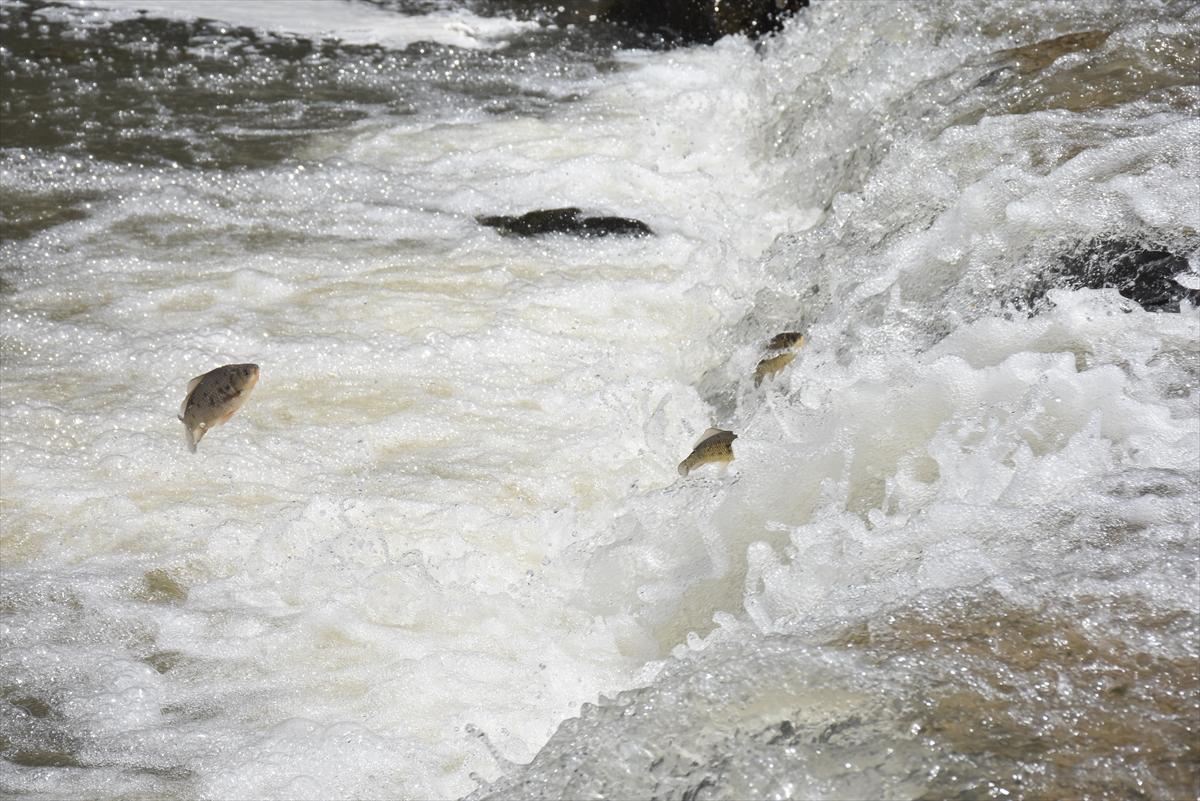 Akıntıya karşı yüzerek hayatta kalıyor