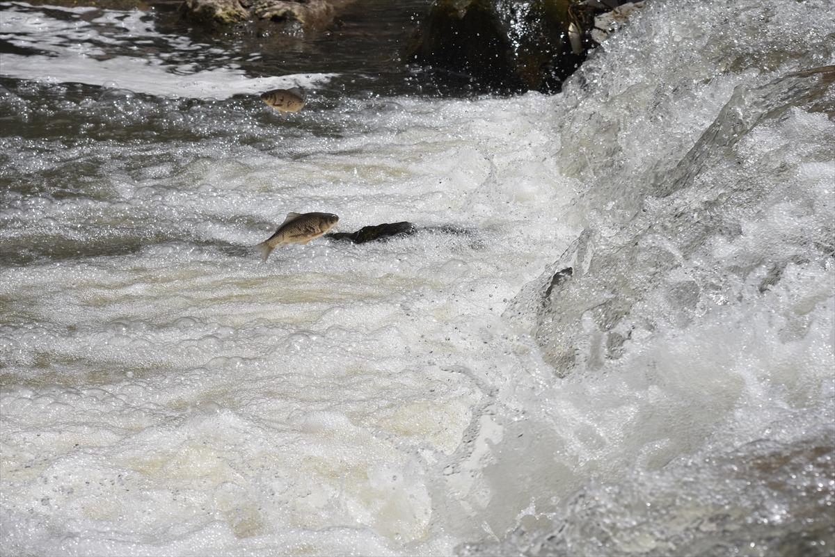 Akıntıya karşı yüzerek hayatta kalıyor