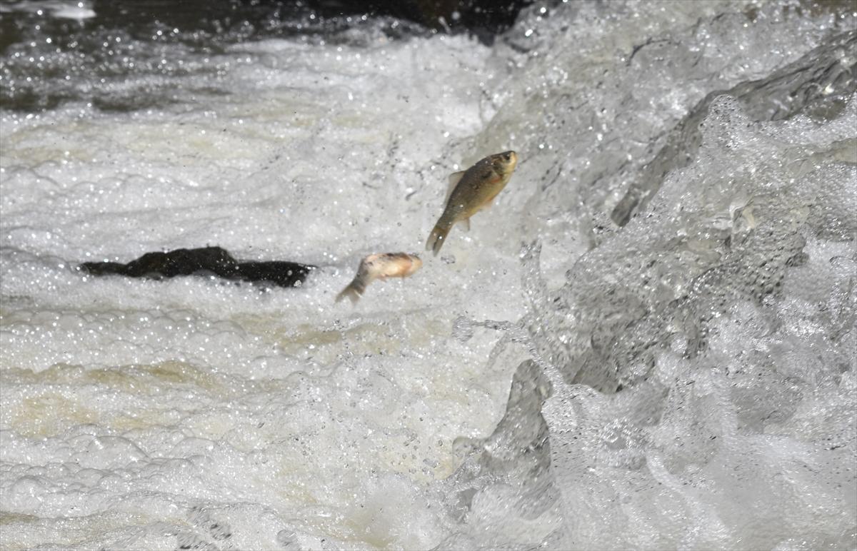Akıntıya karşı yüzerek hayatta kalıyor