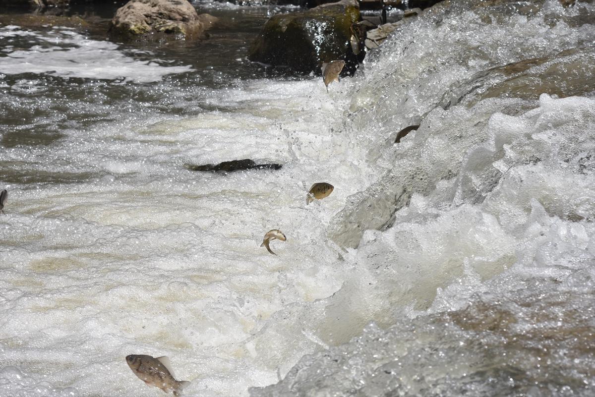 Akıntıya karşı yüzerek hayatta kalıyor