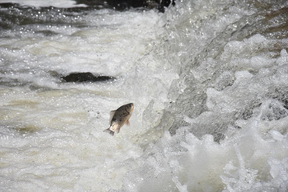 Akıntıya karşı yüzerek hayatta kalıyor