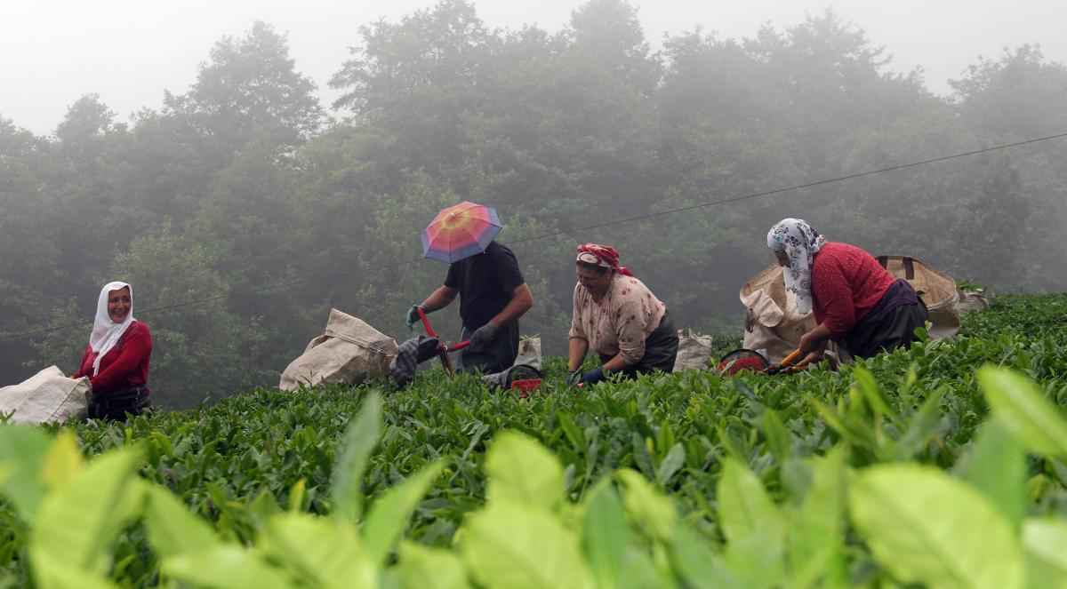 Kemençeli horonlu çay hasadı