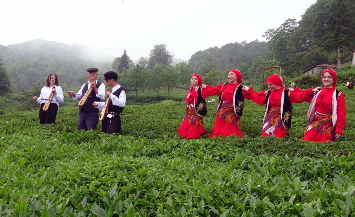 Kemençeli horonlu çay hasadı