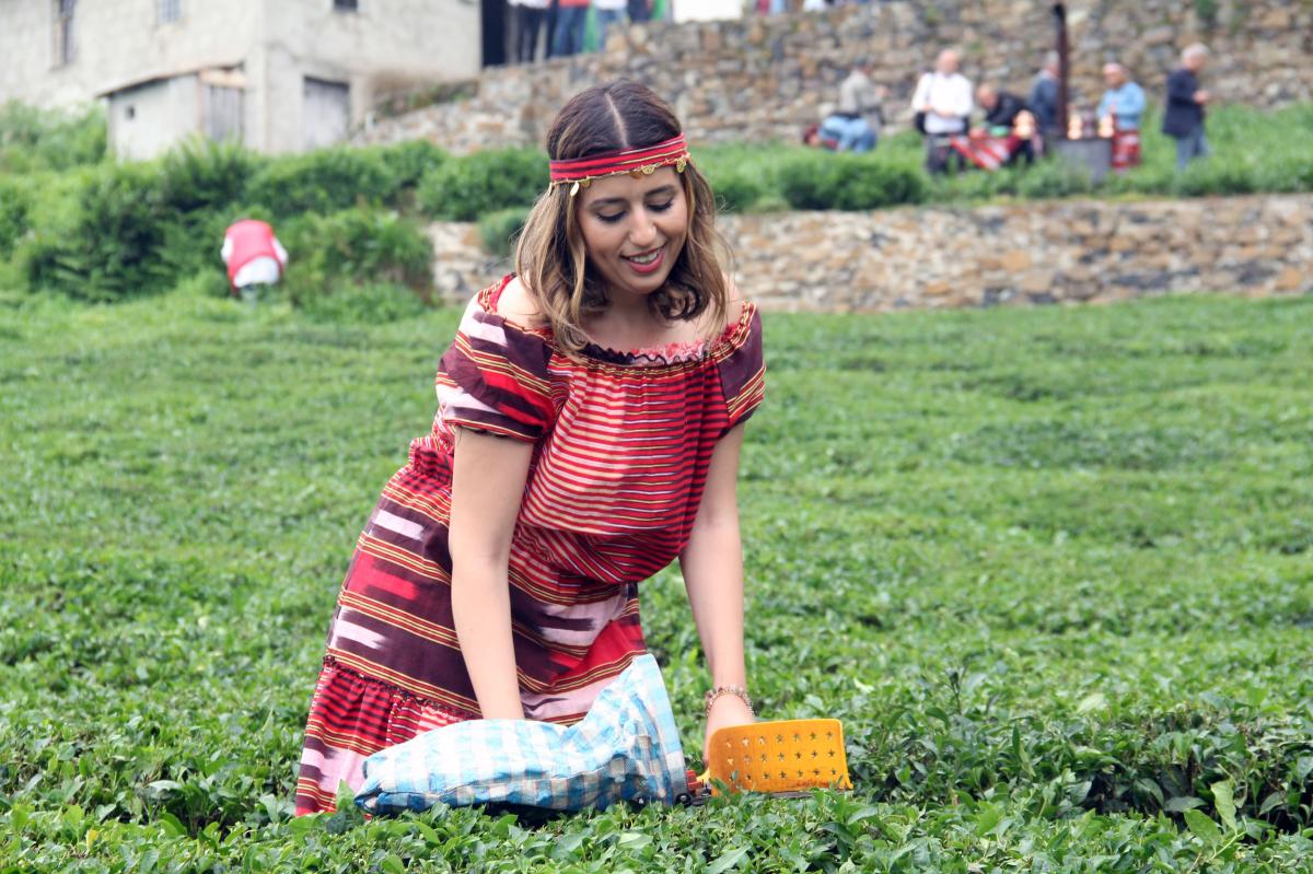 Kemençeli horonlu çay hasadı