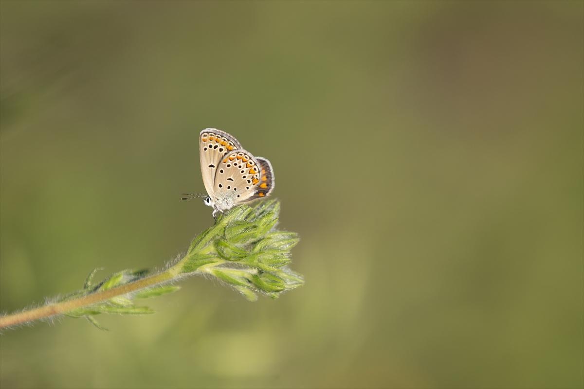 Tunceli'nin kelebekleri