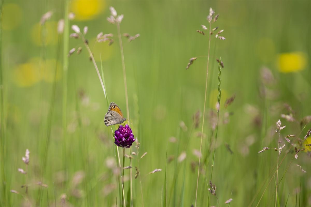 Tunceli'nin kelebekleri